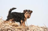 WELSH TERRIER 108